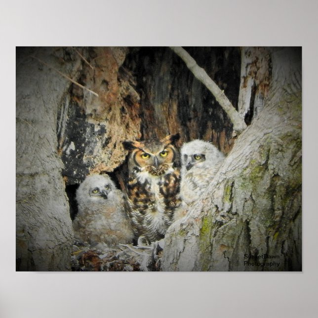Great-Horned Owls Poster (Front)