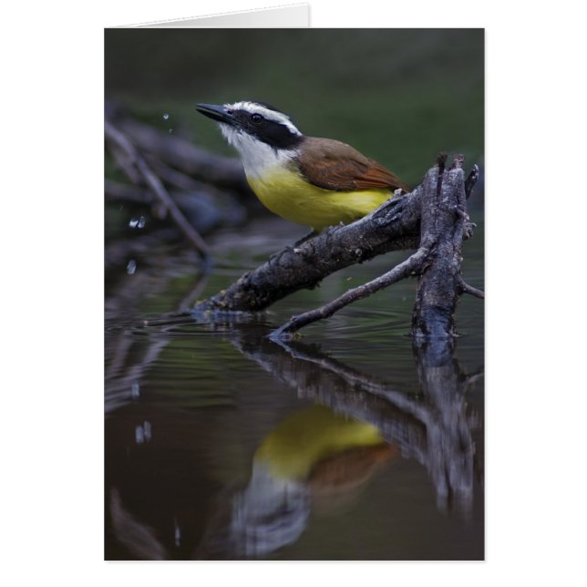 Great Kiskadee (Pitangus sulfuratus) (Devant)