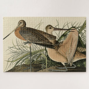 Great Marbled Godwit - Audubon's Birds of America Jigsaw Puzzle