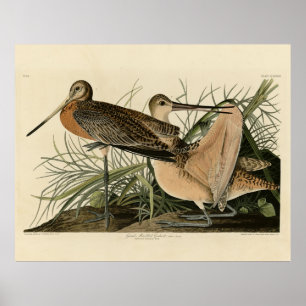 Great Marbled Godwit - Audubon's Birds of America Poster