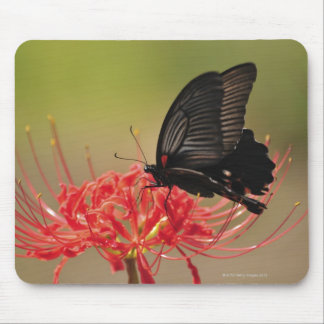 Great Mormon (Papilio memnon) on flower, Chiba Mouse Pad