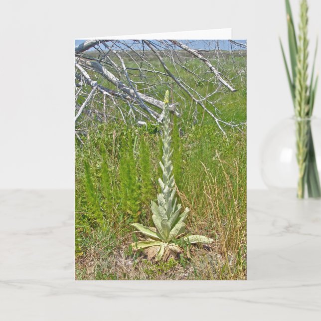 Great Mullein (Verbascum thapsus) Note Card (Front)