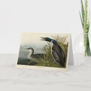 Great Northern Diver Loon Audubon Birds of America Card
