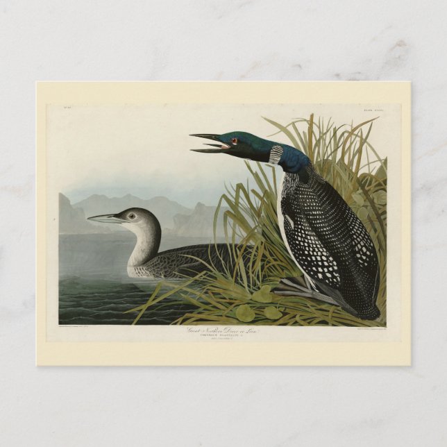 Great Northern Diver Loon Audubon Birds of America Postcard (Front)