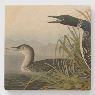 Great Northern Diver Loon Audubon Birds of America Stone Coaster