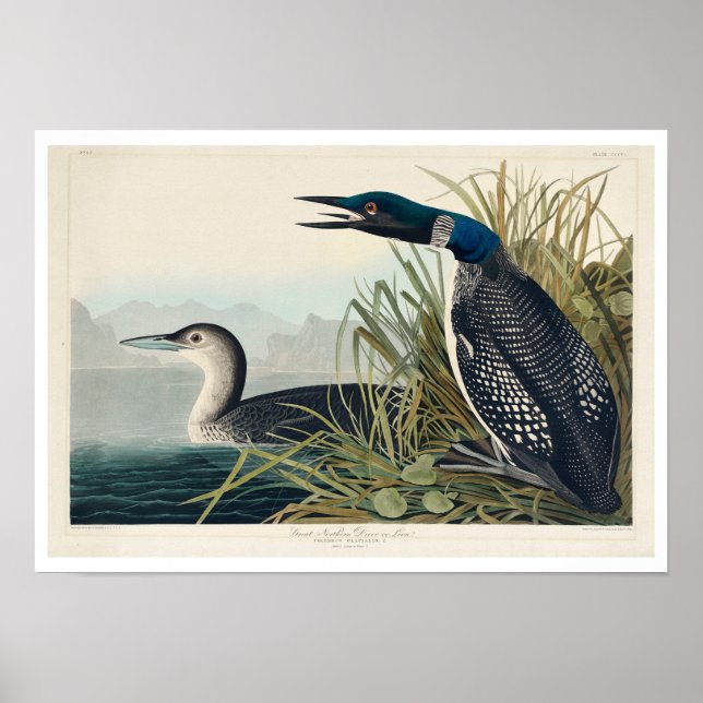 Great Northern Diver or Loon by Audubon Poster (Front)