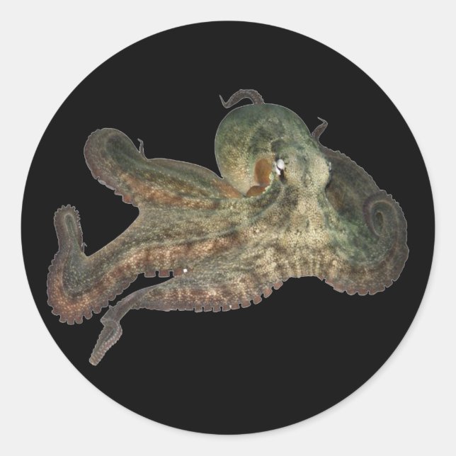 Great ocean octopus octapi classic round sticker (Front)