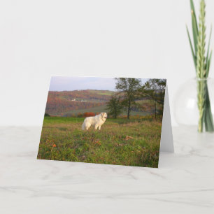 Great Pyrenees Card