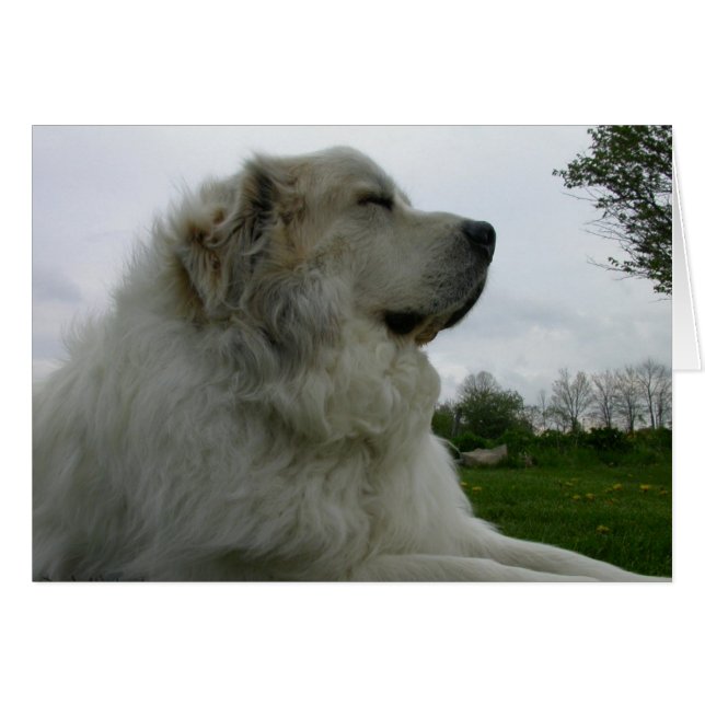 Great Pyrenees Card (Front Horizontal)
