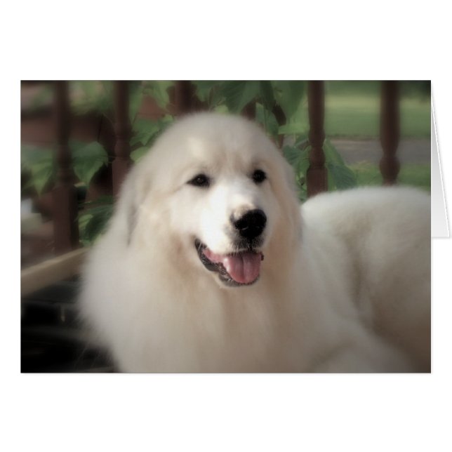 Great Pyrenees Card - "Pretty Zoe" NF (Front Horizontal)