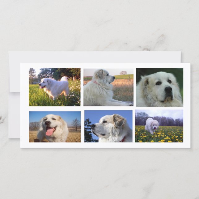 Great Pyrenees Collage (Front)