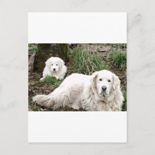 Great Pyrenees Dog and Puppy Postcard