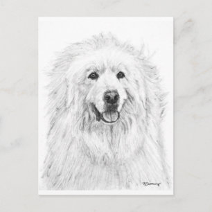 Great Pyrenees Drawing Postcard