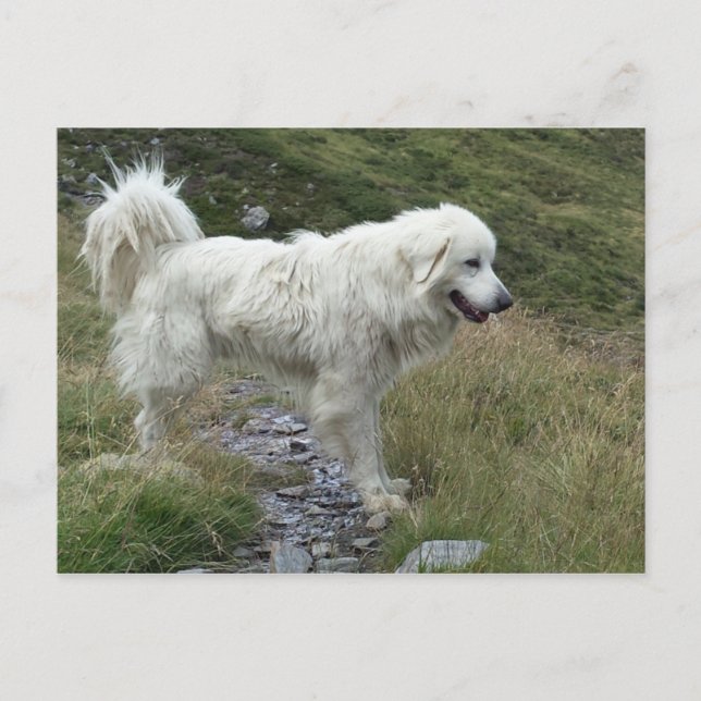 great pyrenees full postcard (Front)