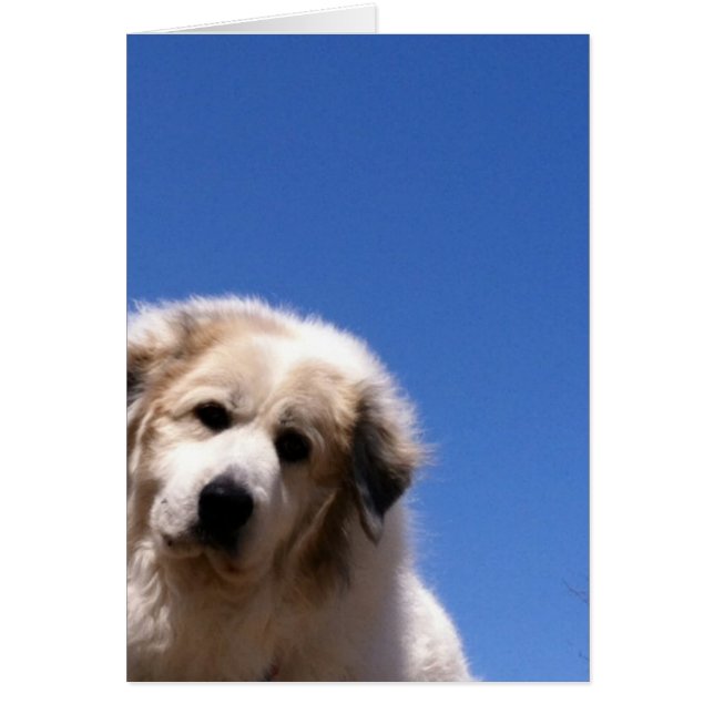Great Pyrenees, Gentle Giant (Front)