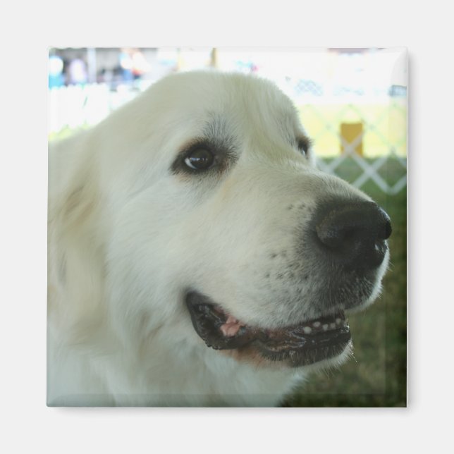 Great Pyrenees Magnet (Front)