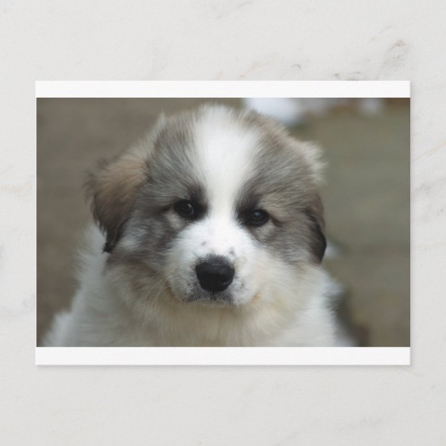 Great Pyrenees Puppy Postcard (Front)