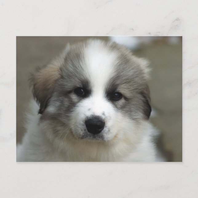 Great Pyrenees Puppy Postcard (Front)