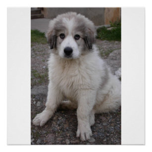 great pyrenees puppy poster