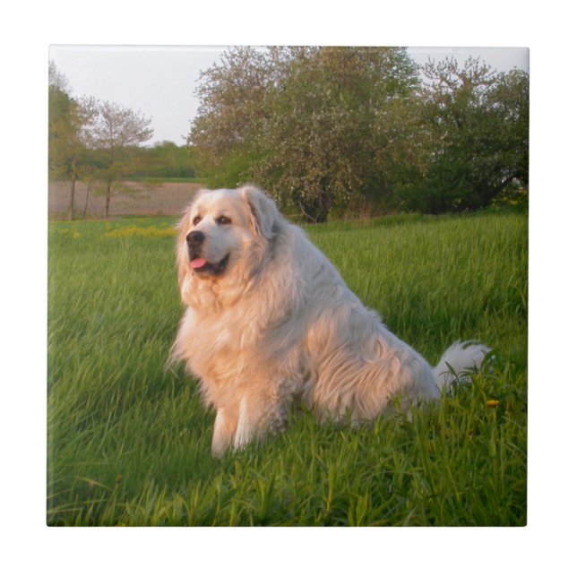 Great Pyrenees Tile (Front)