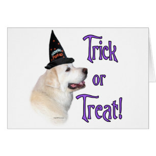 Great Pyrenees Trick