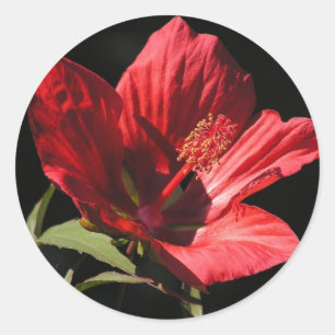 Great Red Hibiscus (Hibiscus coccineus) stickers