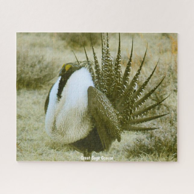 Great Sage Grouse Jigsaw Puzzle (Horizontal)
