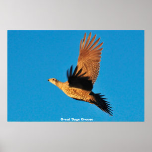 Great Sage Grouse Poster