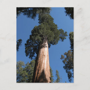 Great Sequoia Postcard