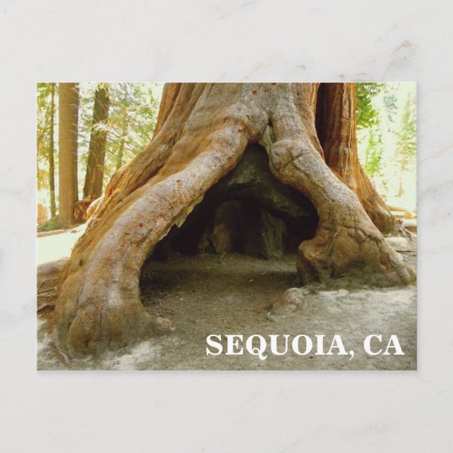 Great Sequoia Postcard! Postcard (Front)