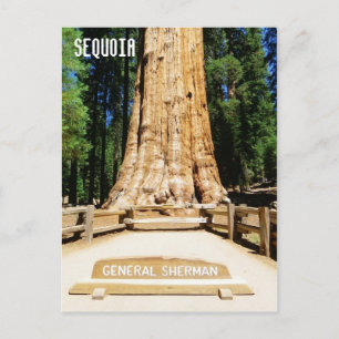 Great Sequoia Postcard! Postcard