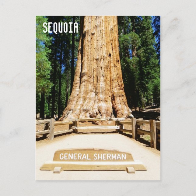 Great Sequoia Postcard! Postcard (Front)