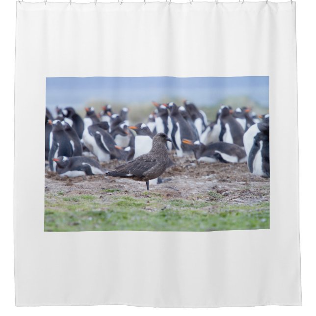 Great Skua in front of penguin colony (Front)