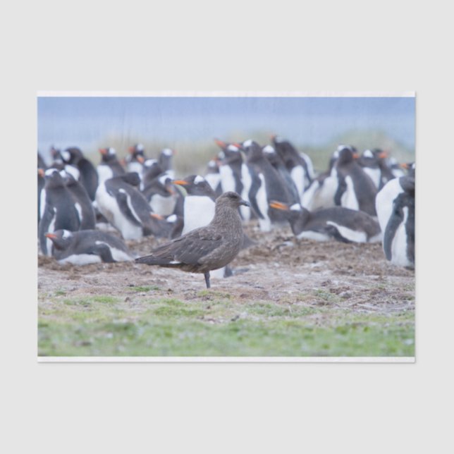 Great Skua in front of penguin colony Tissue Paper (Front)