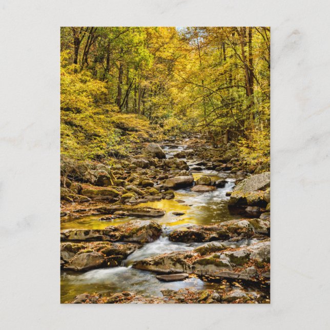 Great Smoky Mountains National Park. Big Creek Postcard (Front)