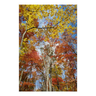 Great Smoky Mountains National Park Fall Leaves Poster