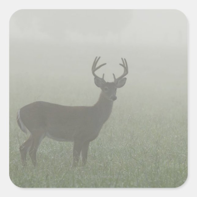 Great Smoky Mountains National Park, Tennesse, Square Sticker (Front)