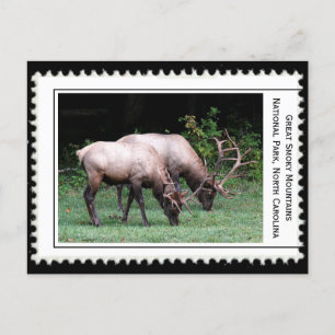 Great Smoky Mountains Postcard