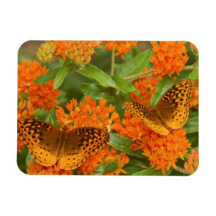 Great Spangled Fritillaries on Butterfly Milkweed Magnet
