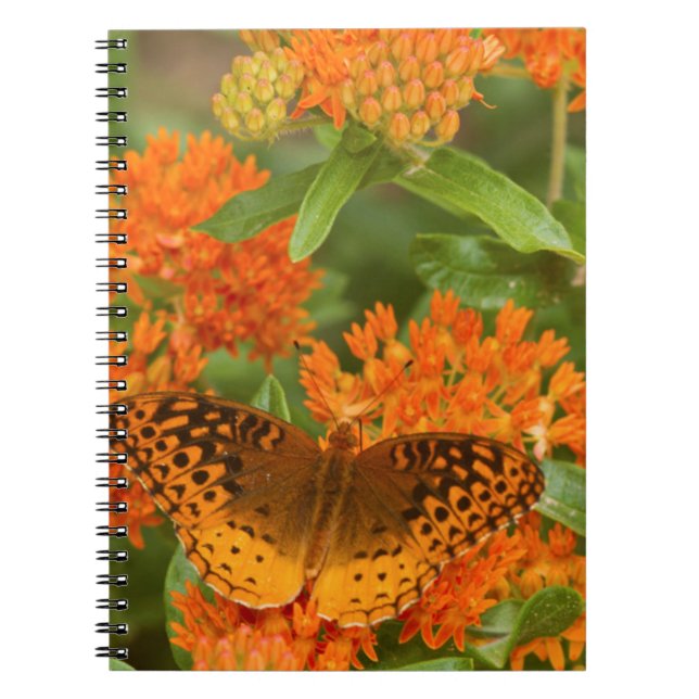 Great Spangled Fritillaries on Butterfly Milkweed Notebook (Front)