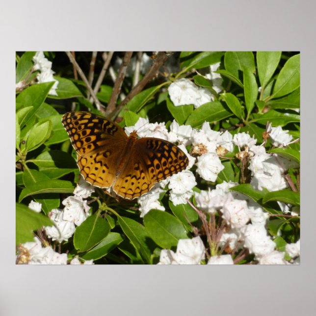Great Spangled Fritillary on Mountain Laurel Poster (Front)