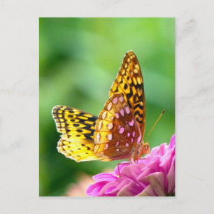 Great Spangled Fritillary Postcard