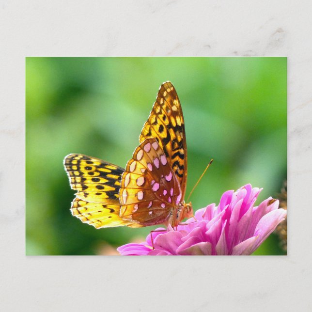 Great Spangled Fritillary Postcard (Front)