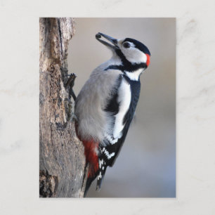 Great Spotted Woodpecker with corn Postcard