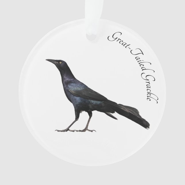 Great-Tailed Grackle Ornament (Front)