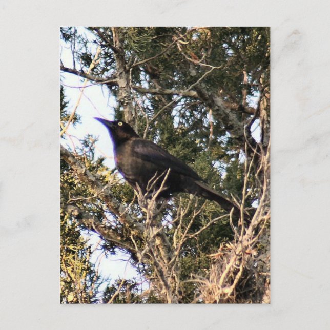 Great Tailed Grackle Photo Postcard (Front)