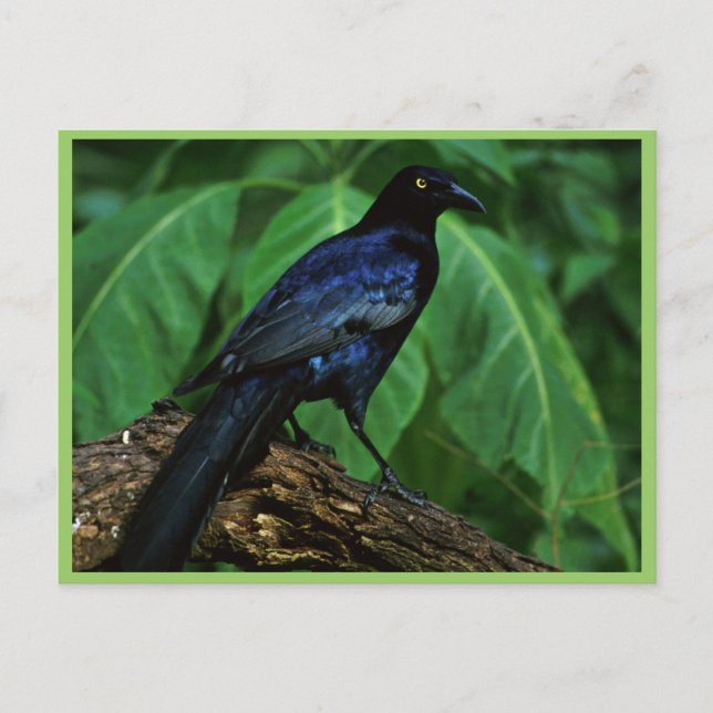 Great-tailed grackle postcard (Front)