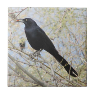 Great-tailed Grackle Tile
