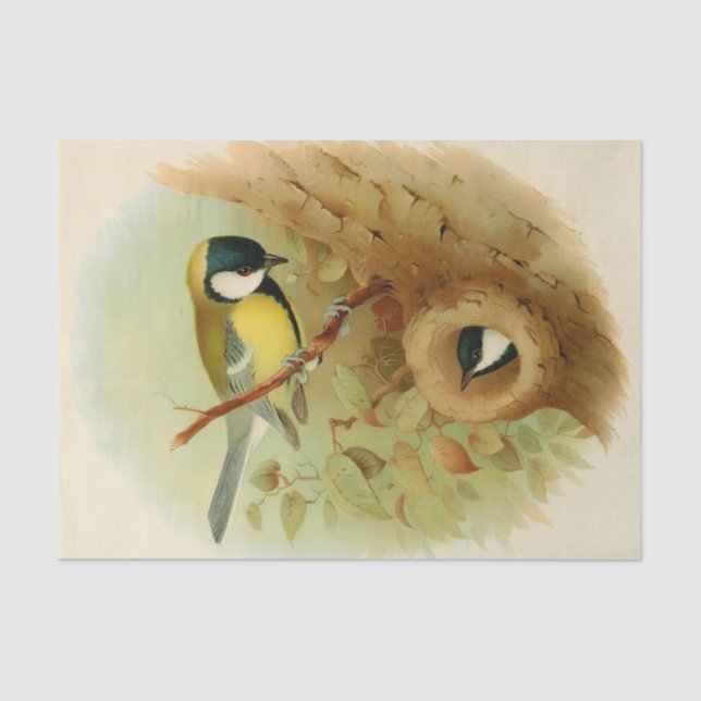 Great tit- Colourful bird, Art Tissue Paper (Front)