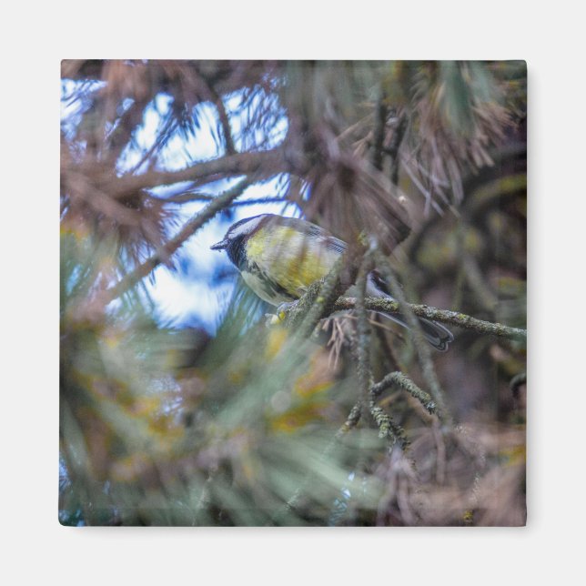 Great tit (Parus major) Magnet (Front)